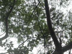 Vachellia pennatula