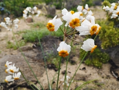Leucocoryne coronata