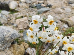 Leucocoryne coronata