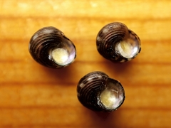 Lirularia iridescens