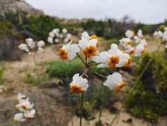 Leucocoryne coronata