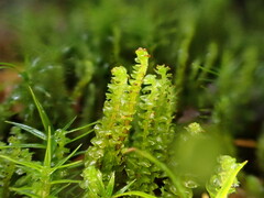 Anastrepta orcadensis