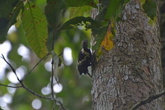 Meiglyptes jugularis