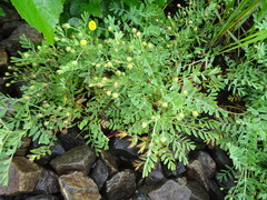 Sibbaldianthe bifurca