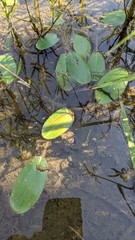Potamogeton diversifolius