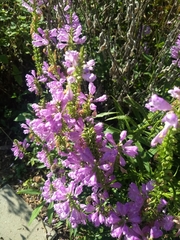 Physostegia virginiana