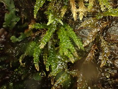 Thamnobryum neckeroides