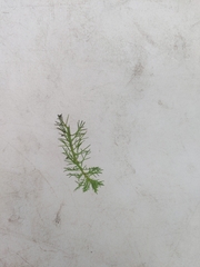 Proserpinaca pectinata