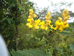 Senna nicaraguensis