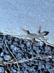 Podarcis siculus siculus