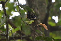 Meiglyptes jugularis