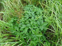 Potentilla chrysantha