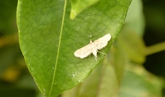 Parapoynx diminutalis
