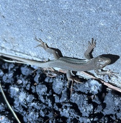 Podarcis siculus siculus