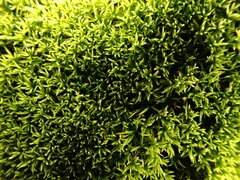 Anoectangium aestivum