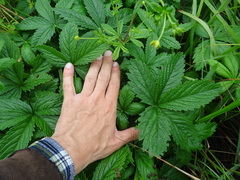 Potentilla chrysantha
