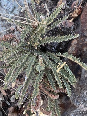 Myriopteris gracillima