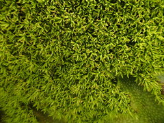 Anoectangium aestivum