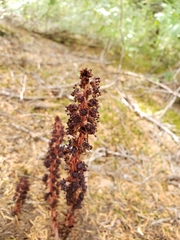 Allotropa virgata