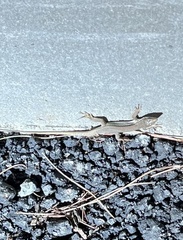 Podarcis siculus siculus