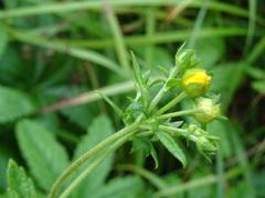 Potentilla chrysantha