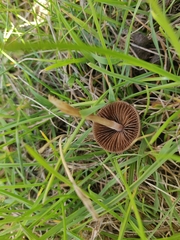Parasola conopilea