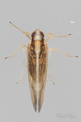 Tagosodes orizicolus