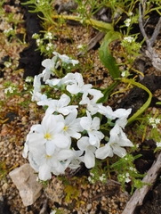 Zephyra