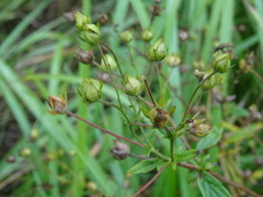 Potentilla chrysantha