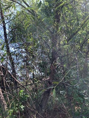 Salix nigra