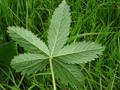 Potentilla chrysantha