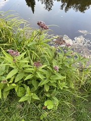 Eutrochium maculatum maculatum