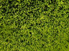 Anoectangium aestivum