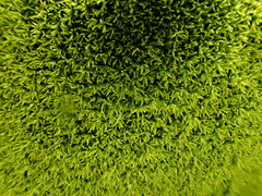 Anoectangium aestivum