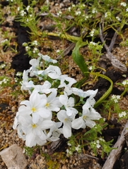 Zephyra