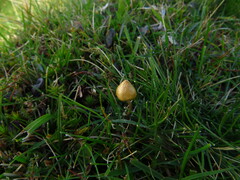 Psilocybe semilanceata
