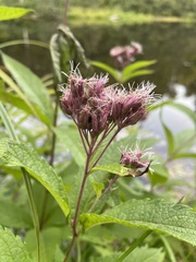 Eutrochium maculatum maculatum