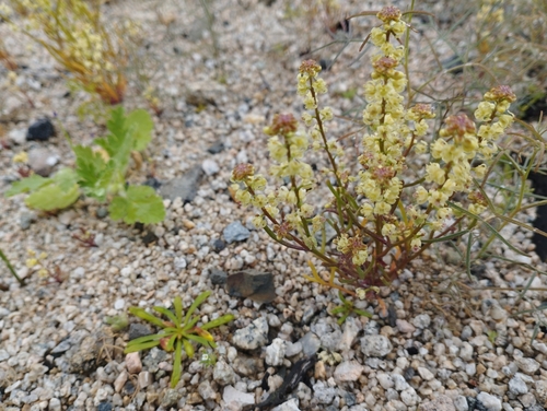 Menonvillea chilensis
