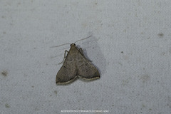 Hypsopygia