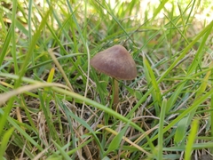 Parasola conopilea