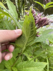 Eutrochium maculatum maculatum