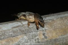 Gryllotalpa