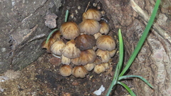 Coprinellus micaceus