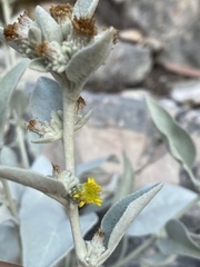 Pentanema verbascifolium