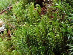 Dicranum flexicaule