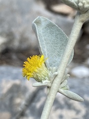 Pentanema verbascifolium
