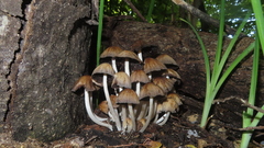 Coprinellus micaceus