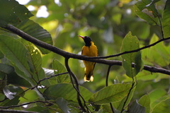 Oriolus xanthornus