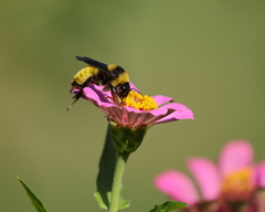 Bombus pensylvanicus