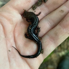 Desmognathus ochrophaeus